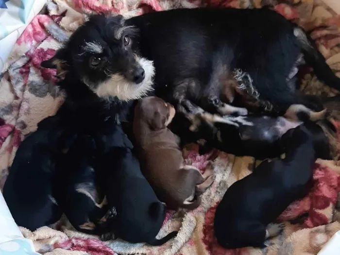 Cachorro ra a Mista idade 2 anos nome Móira