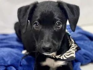 Cachorro raça  idade 2 a 6 meses nome Júnior Bebezinho