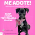 Cachorro raça  idade 2 a 6 meses nome Sandy Bebezinha