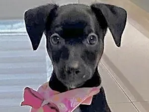 Cachorro raça  idade 2 a 6 meses nome Sandy Bebezinha