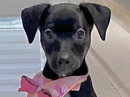 Cachorro raça  idade 2 a 6 meses nome Sandy Bebezinha