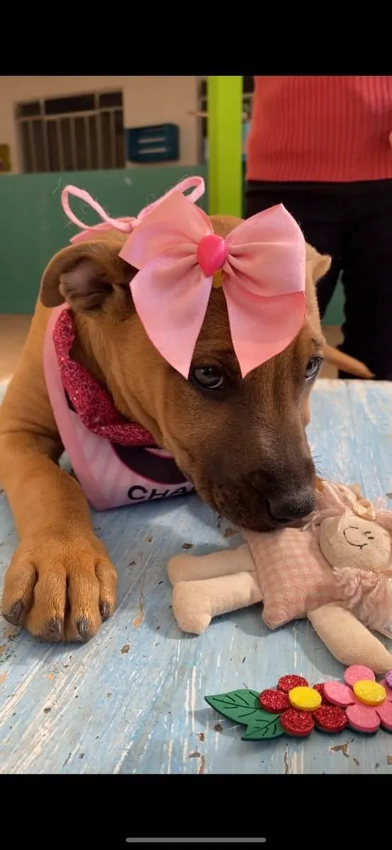 Cachorro ra a SRD idade 2 a 6 meses nome Caramel