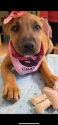 Caramel