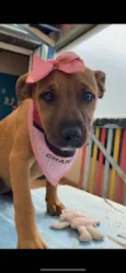 Caramel