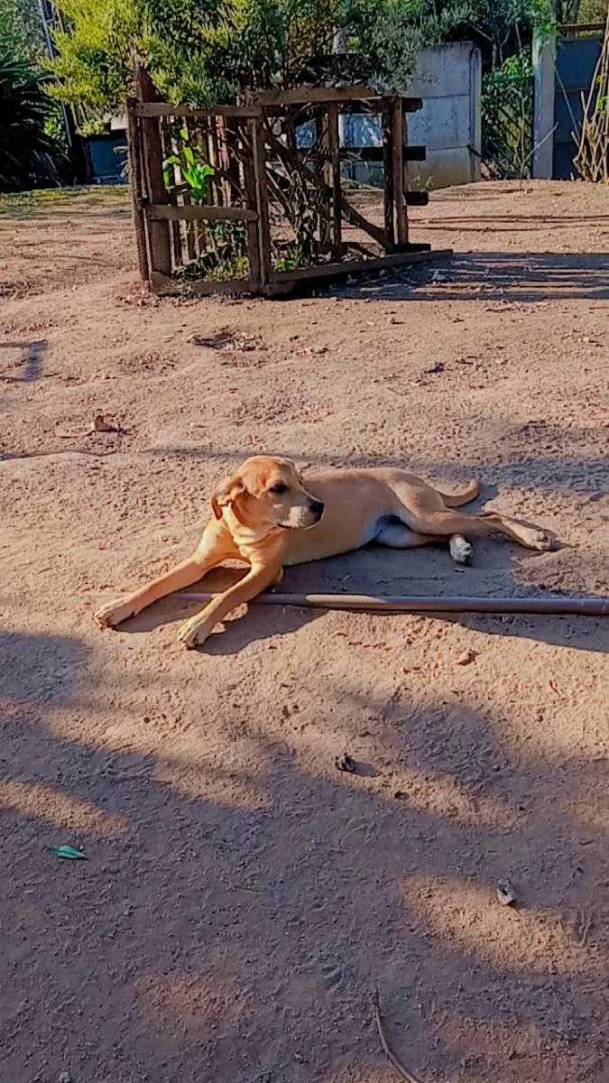 Cachorro ra a Labrador  idade 2 a 6 meses nome Zaya 