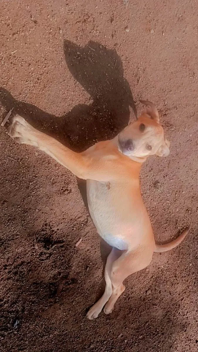 Cachorro ra a Labrador  idade 2 a 6 meses nome Zaya 