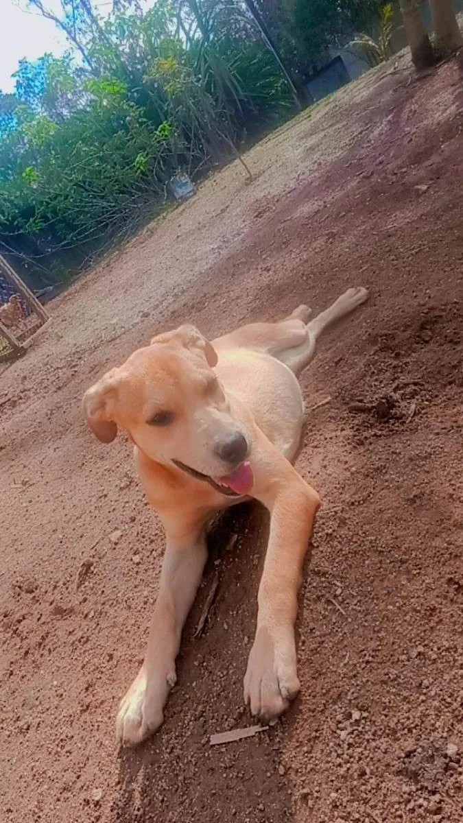 Cachorro ra a Labrador  idade 2 a 6 meses nome Zaya 