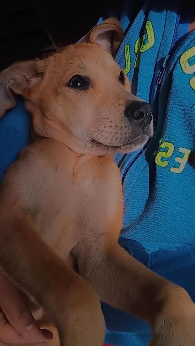 Cachorro ra a Labrador  idade 2 a 6 meses nome Zaya 