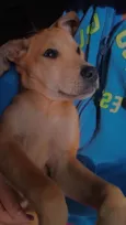 Zaya