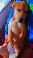 Zaya