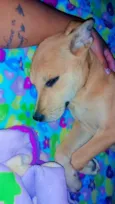 Zaya