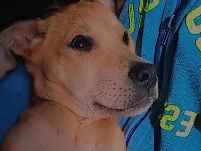 Cachorro ra a Labrador  idade 2 a 6 meses nome Zaya 