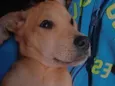 Zaya