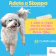 Cachorro raça  idade 1 ano nome STOPPA