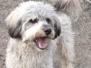 Cachorro raça  idade 1 ano nome STOPPA