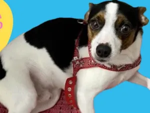 Cachorro raça  idade 1 ano nome TEDDY