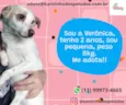 Cachorro raça  idade 2 anos nome VERÔNICA PEQUENA