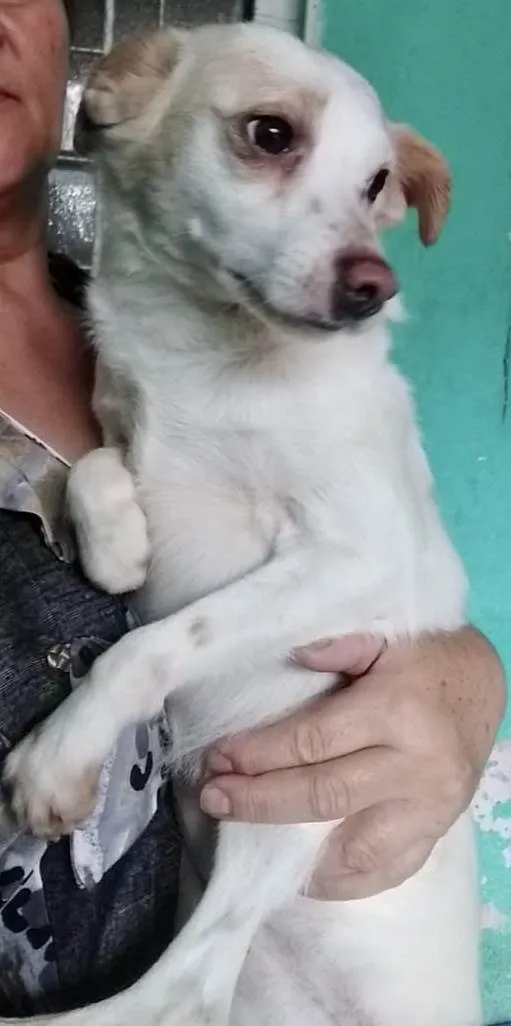 Cachorro raça  idade 2 anos nome VERÔNICA PEQUENA