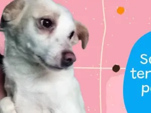 Cachorro raça  idade 2 anos nome VERÔNICA PEQUENA