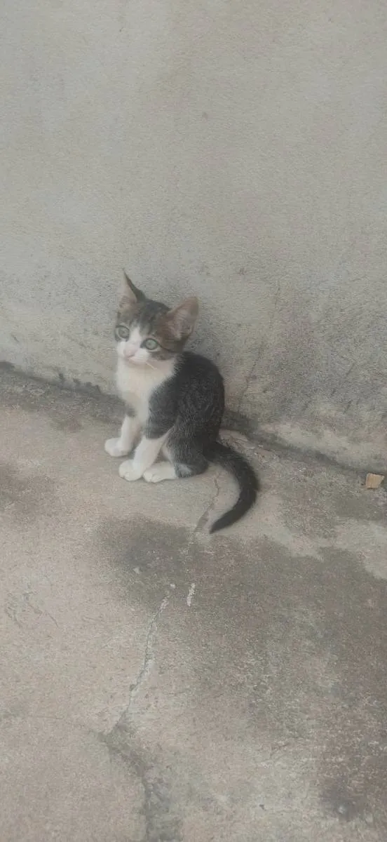 Gato ra a Siamês e mestiços  idade 2 a 6 meses nome Betina, quarenta etc