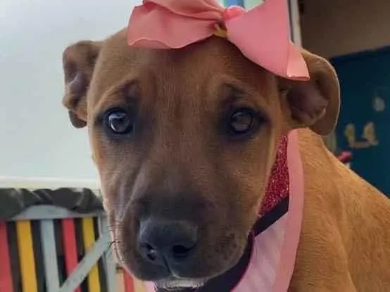 Cachorro ra a SRD idade 2 a 6 meses nome Caramel