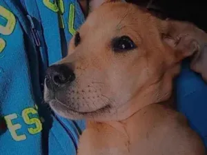 Cachorro raça Labrador  idade 2 a 6 meses nome Zaya 