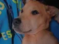 Zaya