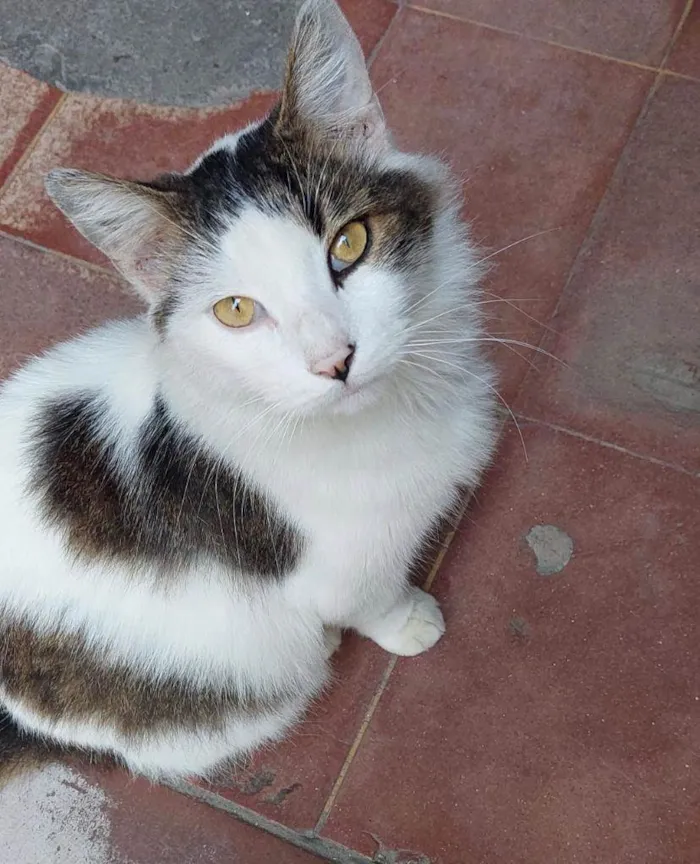 Gato ra a SRD idade 1 ano nome Júlio 