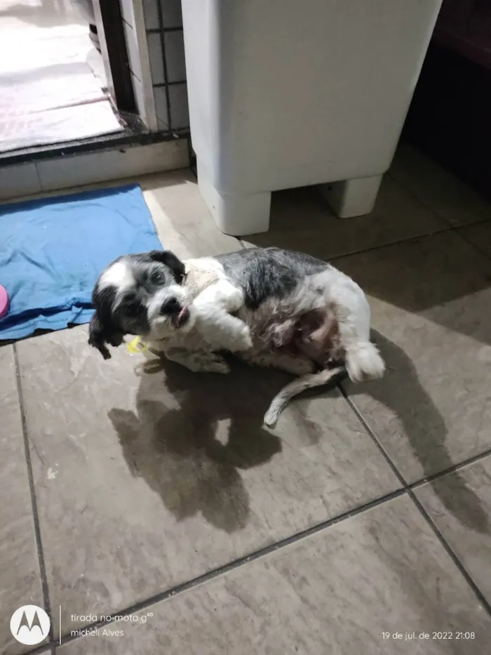 Cachorro ra a Lhasa idade 5 anos nome N sei