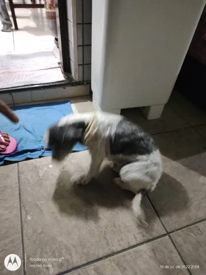 Cachorro ra a Lhasa idade 5 anos nome N sei