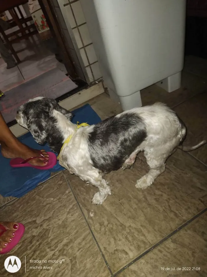 Cachorro ra a Lhasa idade 5 anos nome N sei