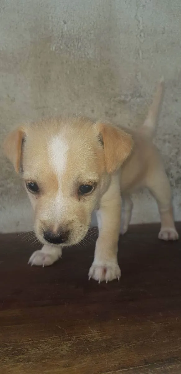 Cachorro ra a Vira lata idade Abaixo de 2 meses nome Pipoca