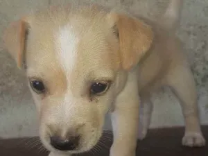 Cachorro raça Vira lata idade Abaixo de 2 meses nome Pipoca