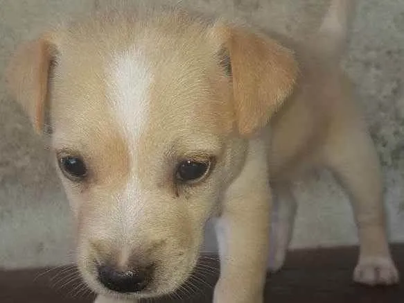 Cachorro ra a Vira lata idade Abaixo de 2 meses nome Pipoca