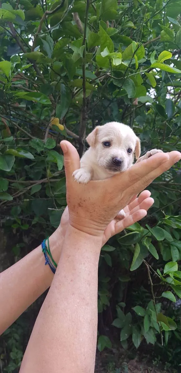 Cachorro ra a Vira lata idade Abaixo de 2 meses nome Pipoca