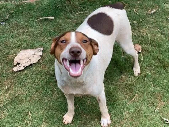 Cachorro ra a Paulistinha idade 3 anos nome Kenay