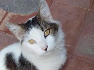 Gato raça SRD idade 1 ano nome Júlio 