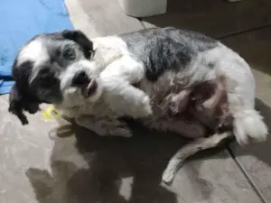 Cachorro raça Lhasa idade 5 anos nome N sei