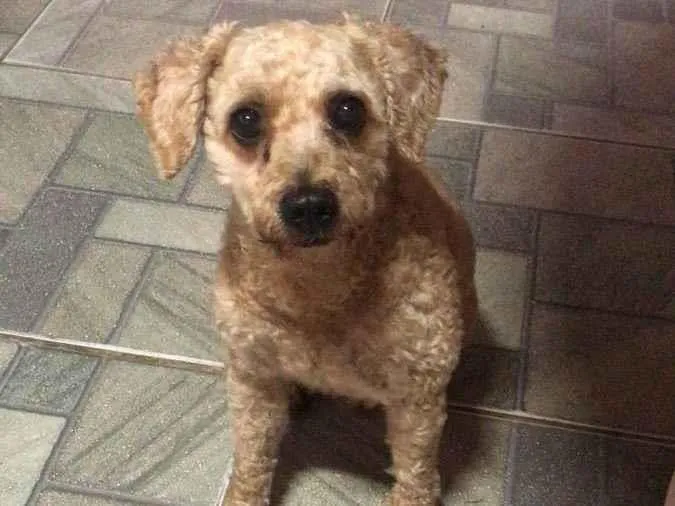 Cachorro ra a Poodle toy idade 5 anos nome Fred