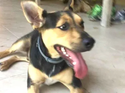 Cachorro raça SRD idade Abaixo de 2 meses nome Bolt