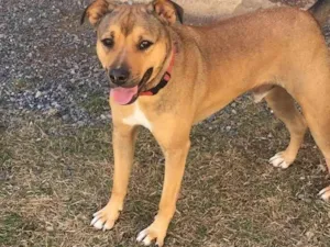 Cachorro raça SRD idade 2 anos nome TITO