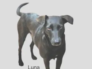 Cachorro raça Srd idade 2 anos nome Luna