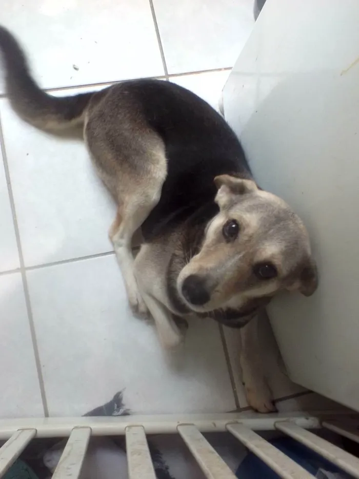 Cachorro ra a Vira lata idade 6 ou mais anos nome Scobby 