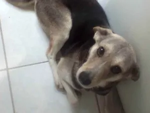 Cachorro raça Vira lata idade 6 ou mais anos nome Scobby 