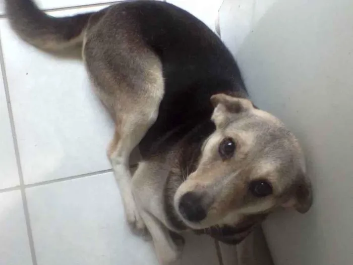 Cachorro ra a Vira lata idade 6 ou mais anos nome Scobby 