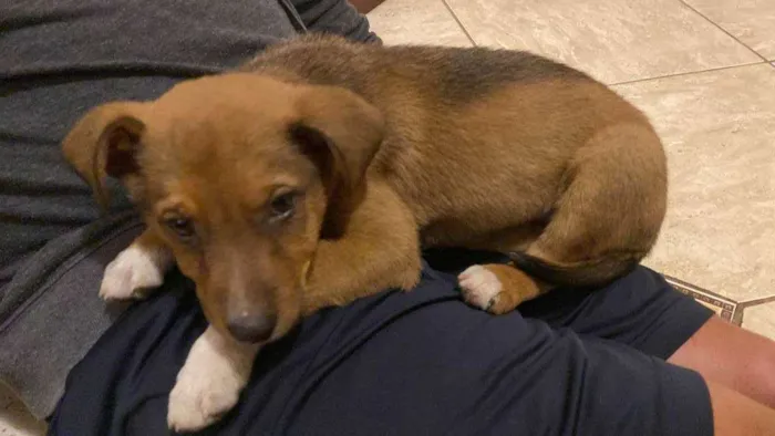 Cachorro ra a Desconhecida idade 2 a 6 meses nome Cão