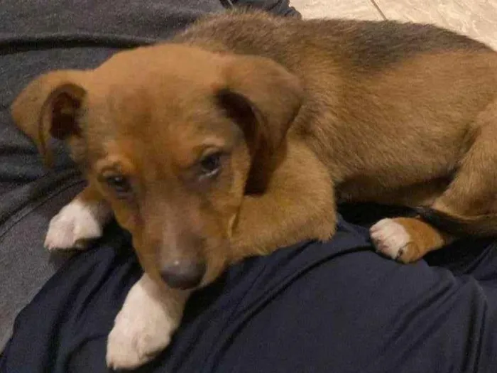 Cachorro ra a Desconhecida idade 2 a 6 meses nome Cão