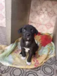 Stella, bela