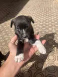 Stella, bela