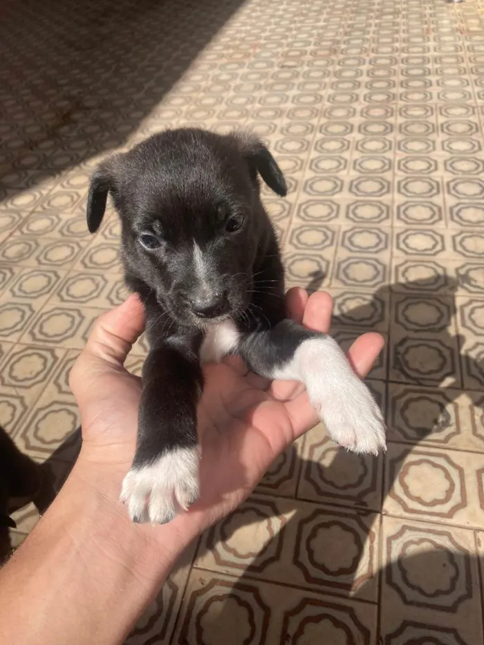 Cachorro ra a Vira lata idade Abaixo de 2 meses nome Stella, bela